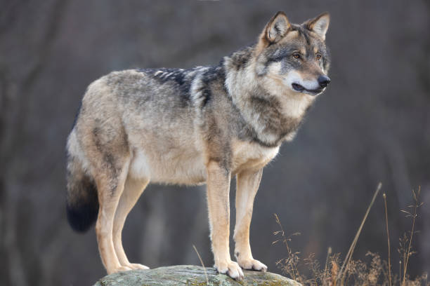 istock Large male grey wolf standing on a rock in the forest 1560827587