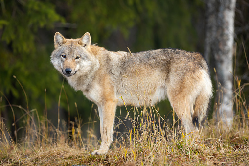 Young female grey wolf in the forest looking into camera.