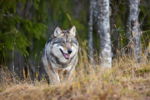 istock Large male grey wolf walking in the forest 1560829205