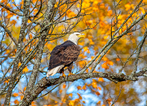 A beautiful adult Bald Eagle photographed while perched on a branch with a background of vibrant autumn foliage in the Wisconsin northwoods.