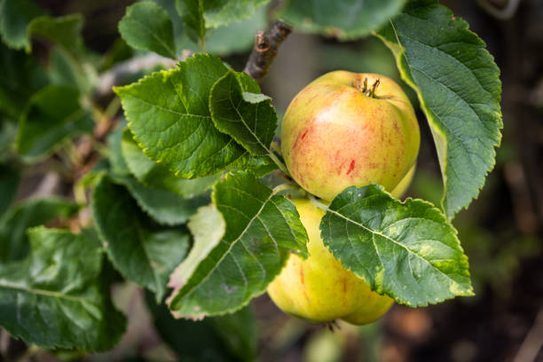 A close-up of a ripe apple on a tree surrounded by lush green leaves. The apple is green with red small buts of red colouring coming through.