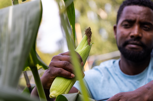 Waist-up shot of a mature male adult hand-picking corn on the cob. The focus of the image is on the corn on the cob with the man out of focus.