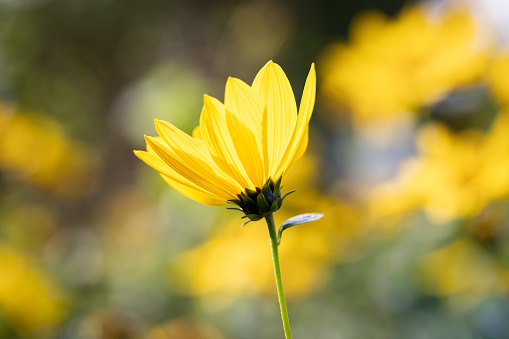 Side view of a yellow daisy in bloom with a vibrant green stem. The background is out of focus.