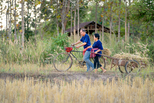 Senior man and woman wear traditional Thailand clothes walk together in rice field with man use bicycle and woman pull trolley to carry rice to their home.