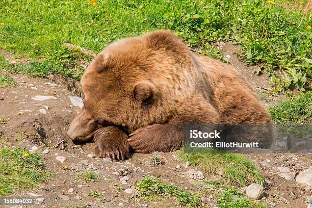 Young Grizzly Bear Siesta Foto de stock y más banco de imágenes de Alaska - Estado de los EE. UU. - Alaska - Estado de los EE. UU., Animal, Animal joven