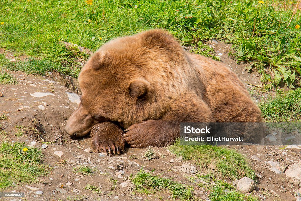 Jovem Grizzly Bear Cochilar - Foto de stock de Alasca - Estado dos EUA royalty-free
