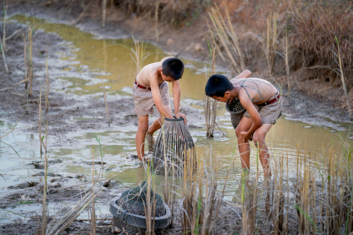 One of Asian boy use tools to catch fish in rice field and support by his friend with soft light in evening.