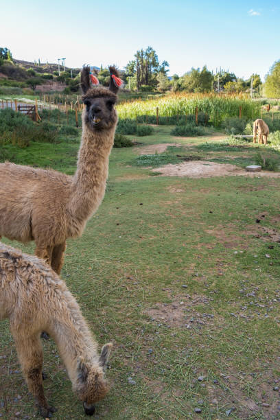 istock Salta & Jujuy series 1560841633
