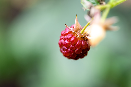 An extreme close-up of a ripe raspberry. The raspberry is red in colour ready to be picked.