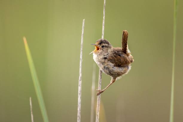 istock the small bird is sitting on some tall grass in the sun 1560844294