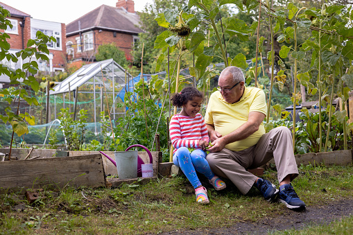 Full shot of a young girl sitting on the side of a family fruit and vegetable garden with her grandfather. They are smiling and talking to each other taking peas out of pods.