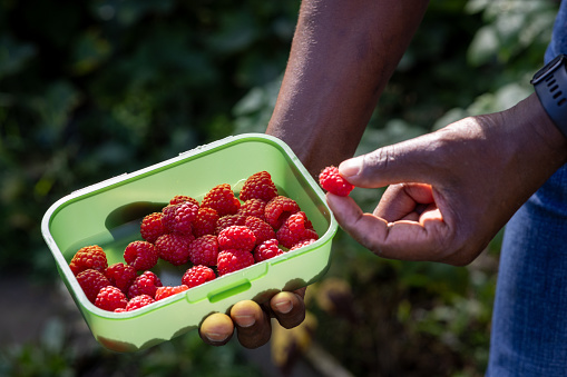Close-up of a punnet of raspberries being held by an unrecognisable person. The raspberries are in a reusable green tupperware box.