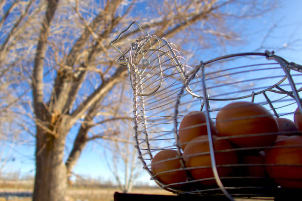 Beautiful egg cup standing on a log. Selected eggs in the middle of the nature.