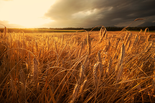 ripe wheat field with sunset and storm clouds