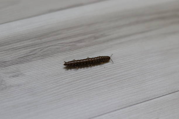 istock A small centipede (kankhajura) crawling on grey vinyl flooring 1560859036