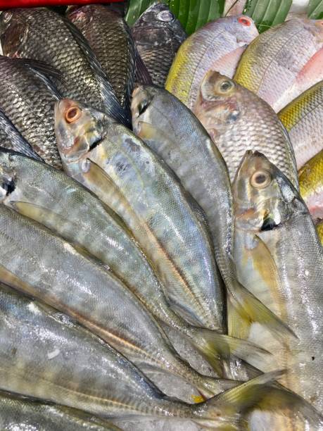 istock Fresh fish in the supermarket 1560861287