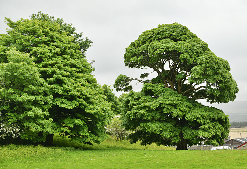 Large single oak tree with fresh leaves in green field during springtime. No people are seen in frame. Shot in outdoor daylight with a medium format camera.