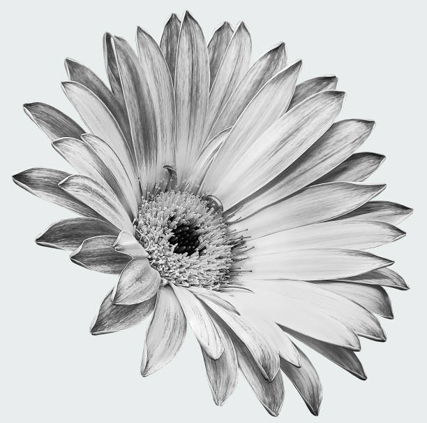 istock Chrysanthemum flower  on white isolated background with clipping path. Closeup..  Nature. 1560867981