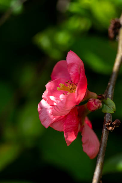 Quince flower in springtime
