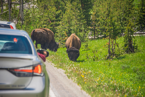 Yellowstone National Park, USA - June 19, 2023: Two bisons walking on the side of the road caused traffic to slow down.