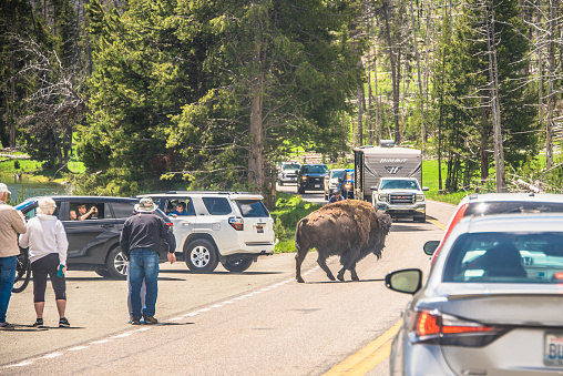 Yellowstone National Park, USA - June 19, 2023: Bison crossing a busy road. Tourists stopped and took pictures.
