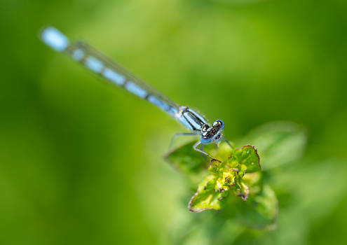 Wild grasses against a green background and a common blue damsel fly hanging from it.