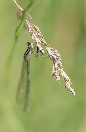 Wild grasses against a green background and a damsel fly hanging from it.