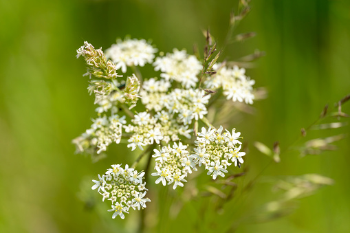 spring time flower bed decorative white flowers blossom season scenic view bright day time nature background