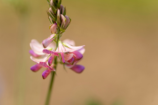 Wild striped orchid in UK meadow