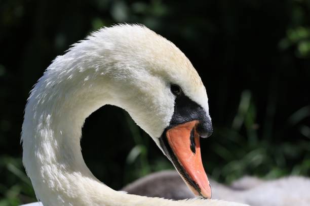 Free picture: beautiful, head, sunshine, swan, feather, aquatic bird ...