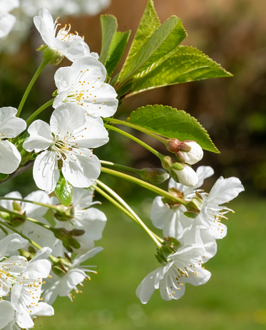 Prunus spinosa branch in bloom on springtime. Blackthorn tree with beautiful white flowers on a sunny day