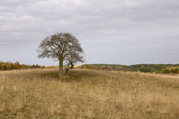 istock Lonely tree in a field on a small hill, autumn colors 1560904811