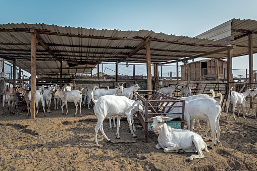 Kolkata, West Bengal, India - 11th August 2019 : Goats are being sold in market during \