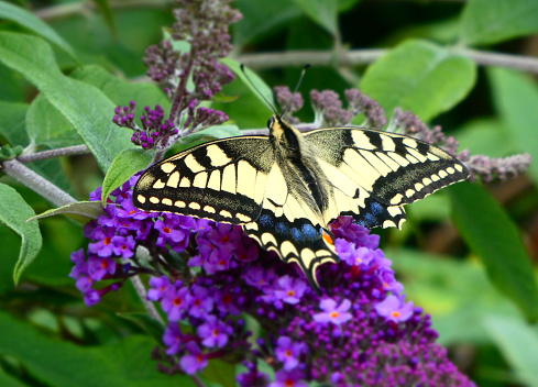 Old World swallowtail or Papilio machaon on the purple flower of a butterfly bush