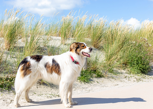 Dog standing on the beach on a summer day in the North-Sea Region, East-Frisia, Germany