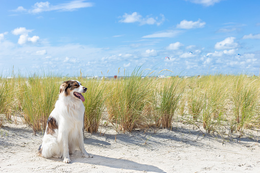 Dog sitting on the beach in Norddeich, East Frisia, North Sea, Lower Saxony, Germany