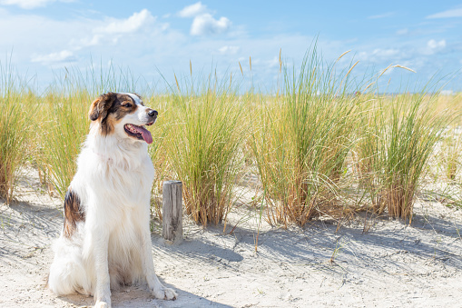 Dog sitting on the beach in Norddeich, East Frisia, North Sea, Lower Saxony, Germany