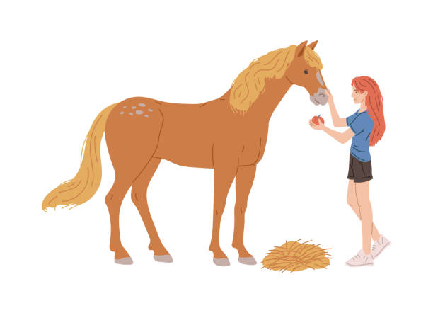 白い背景にリンゴと馬に餌をやる女性、漫画の平らなベクターイラスト。 - equestrian event flat racing horse racing people点のイラスト素材／クリップアート素材／マンガ素材／アイコン素材