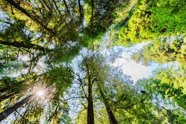 istock Redwood National Park 1560926042