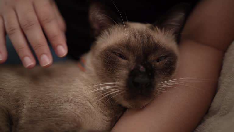 Woman worried about sick pet Siamese cat Domestic old cat sleeps on lap owner Elderly cat.