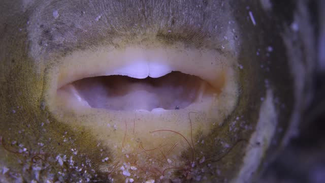 Fish mouth close-up