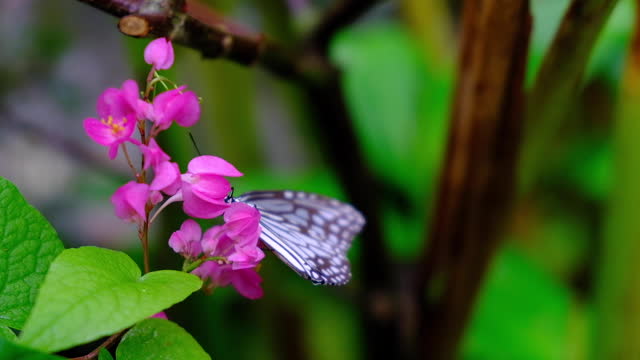 Butterflies and flowers, butterfly in garden nature footage.