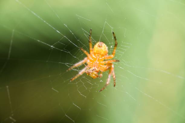 istock Macro close-up of a European garden spider perched on its web 1560951797