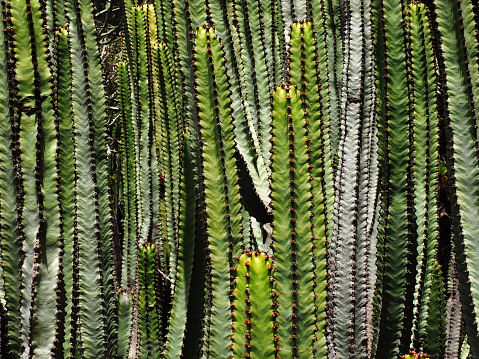 Cardón Canario en Jardín Bocánico de Gran Canaria