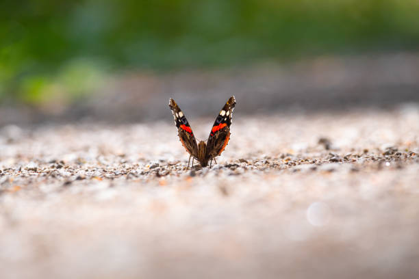Vivid Red Admiral (Vanessa atalanta) butterflies perched on a blooming flower, showcasing their striking colors. Photographed in a serene background, highlighting the beauty of these captivating insects.