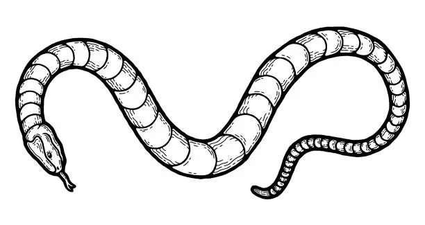 Vector illustration of Snake tattoo. Black mamba, viper, poison Japan shed, outline skin, rock t shirt with slogan, venomous fashion. Vector illustration