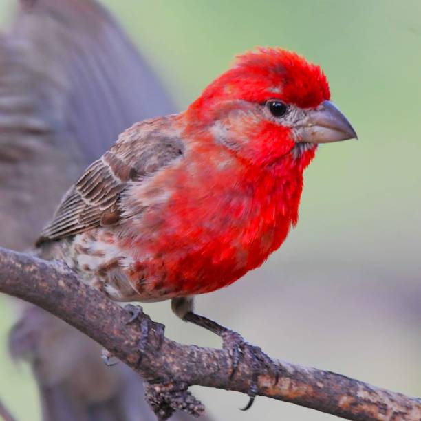 istock Vivid Finch bird perched on a tree branch while another bird is perched in the background 1561013695