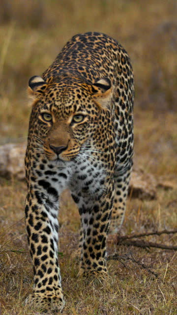 SLOW MOTION Spotted leopard walking in grass