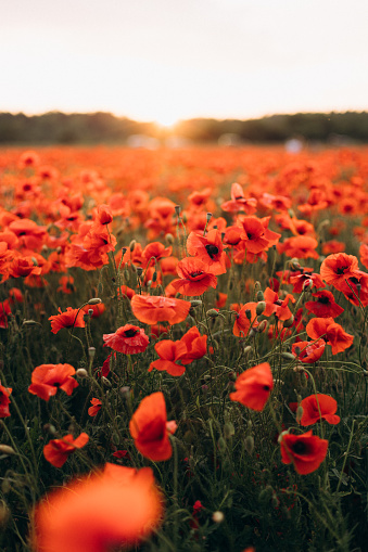 Red poppies on a background of blue sky with clouds