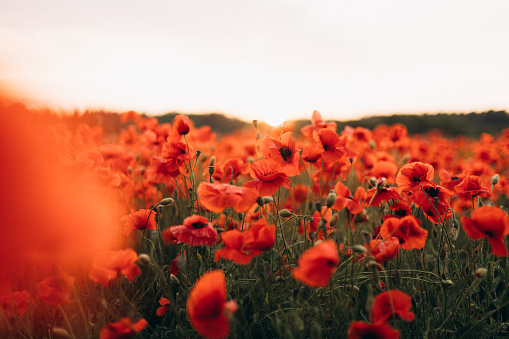 The close-up perspective allows viewers to admire the intricate details of the poppy flowers, from the delicate petals to the striking dark centers. The soft, golden glow of the sunset bathes the poppies in a warm and ethereal light, enhancing their beauty and creating a magical atmosphere.